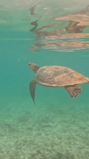 Turtles on the gili islands смотреть онлайн