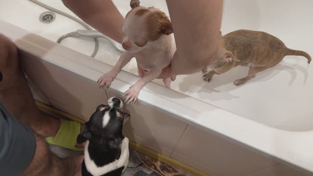 Купание Чихуахуа в домашних условиях) смотреть онлайн