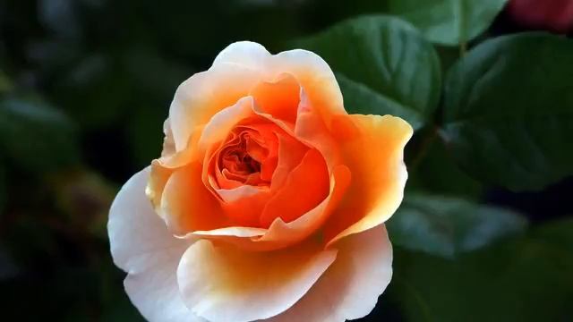 Слушать лучшую песню и видео в отличном качестве смотреть онлайн