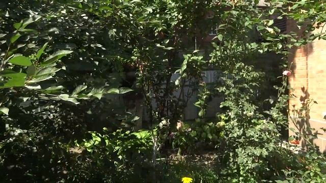 Слива в моем саду