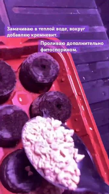 Эустома #эустома #цветы #рассада #огород #садоводство #? смотреть онлайн