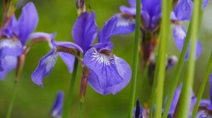 Расслабляющая музыка! Восхитительная мелодия нежной любви! музыка Сергей Чекалин