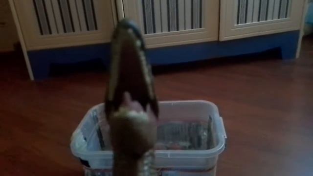 Дельта из Jurassic World (обзор.)