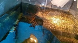 красноухие черепахи утро 31-05-2025