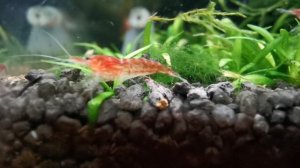 Аквариумные креветки