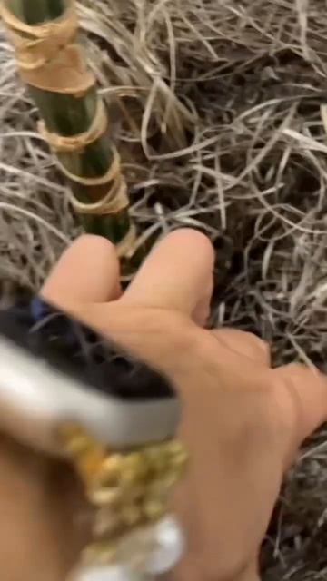 Кукурузное растение.Corn plant. #youtubeshorts смотреть онлайн