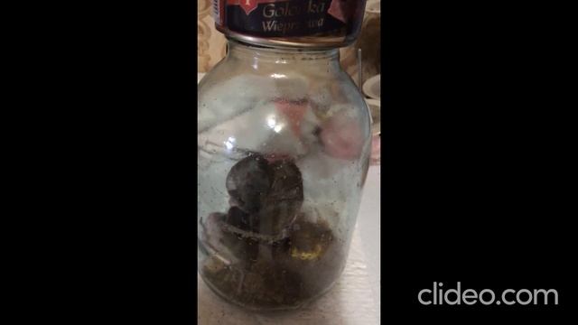 Мышиная возня смотреть онлайн