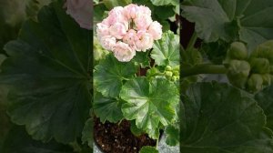 Пеларгония Принц Густав