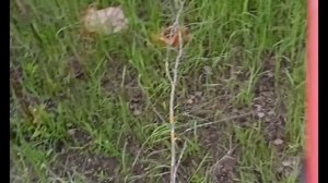 ЭЛИТЕК аккумуляторная  пила продолжает помогать в работе.
.mp4