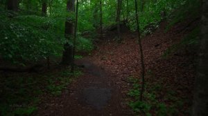 Relaxing Rain Walk in Nature ASMR, Rainfall Sounds for Relaxing and Study