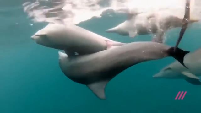 Удовольствие как регулятор поведения смотреть онлайн