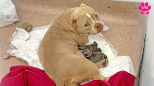 Это случилось! Что с собакой? А как же щенки?