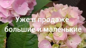 Soft Pink Salsa Music Collection полный роспуск 🌺🌿😍