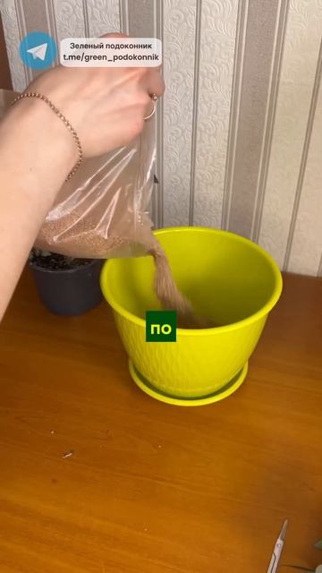 Комнатная Роза после покупки🌹#цветы #сад #дача #расте? смотреть онлайн