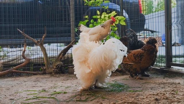 куры лисы лето