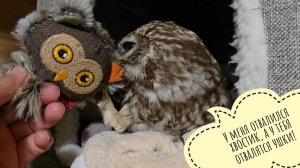 Сыч Лучик снова потерял весь хвостик и теперь злится. Сова Ёль двигает мягкую мебель в вольере