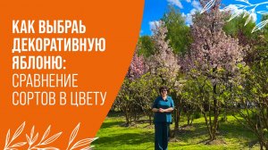 ТОП 12 КРАСИВОЦВЕТУЩИХ ЯБЛОНЬ | ДЕКОРАТИВНЫЕ ЯБЛОНИ ДЛЯ САДА