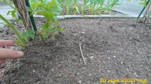 7 соток. Начала формировать кусты малины из свежей поросли. Хроника 31 мая 2025 год.