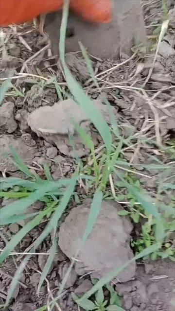 Откопал полезную находку для DIY #questx5 # коп #metaldetecting смотреть онлайн