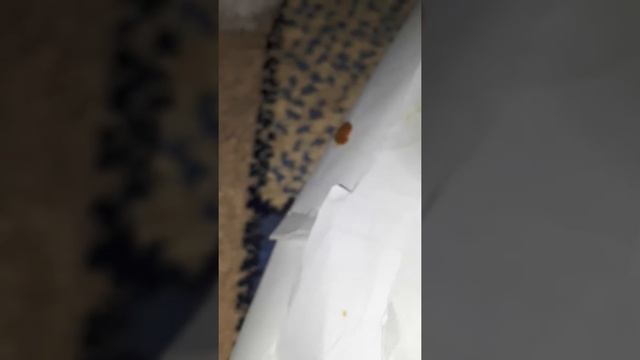 Домик лол смотреть онлайн