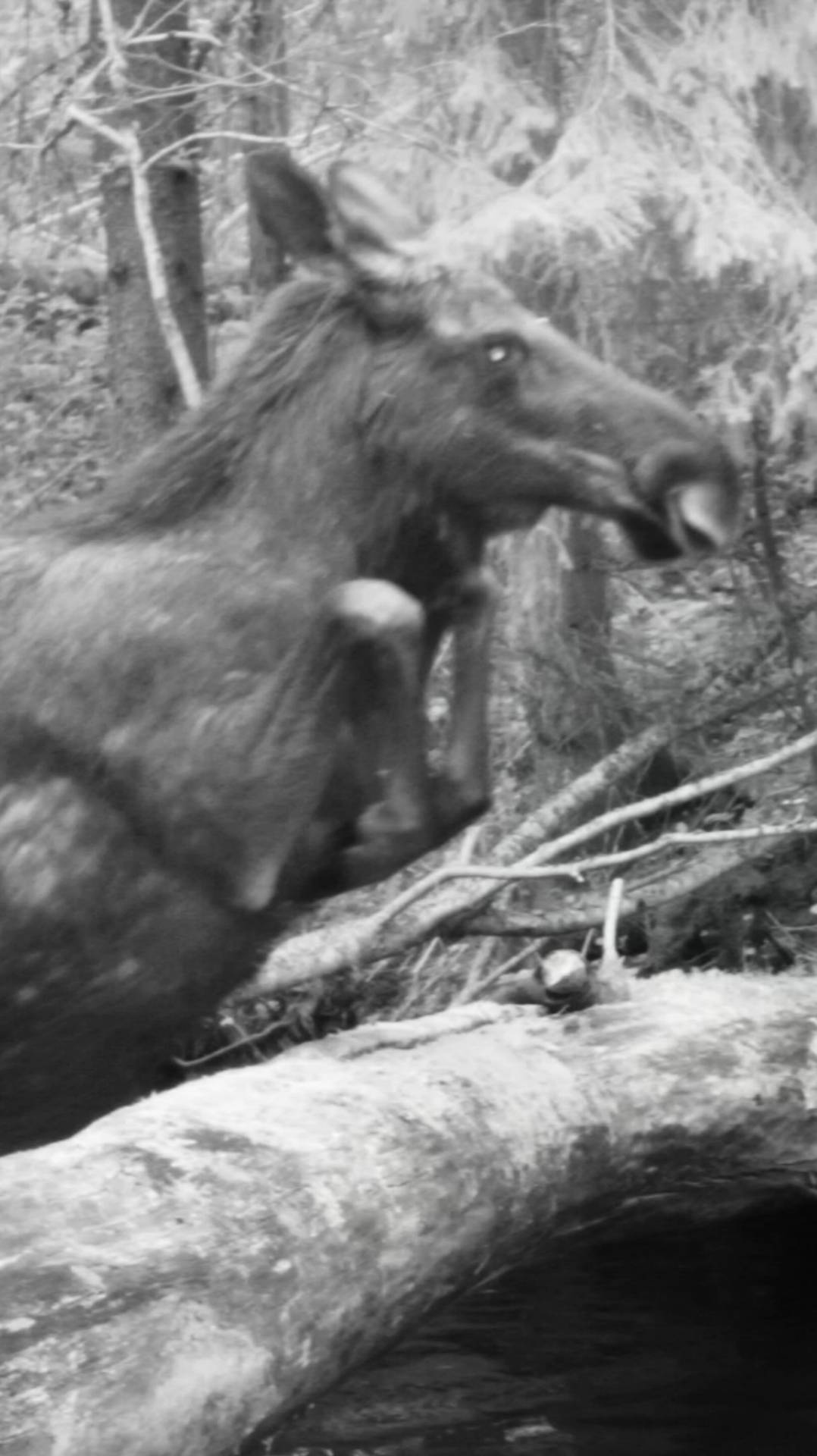 Красивый прыжок. Кадр с фотоловушки. смотреть онлайн