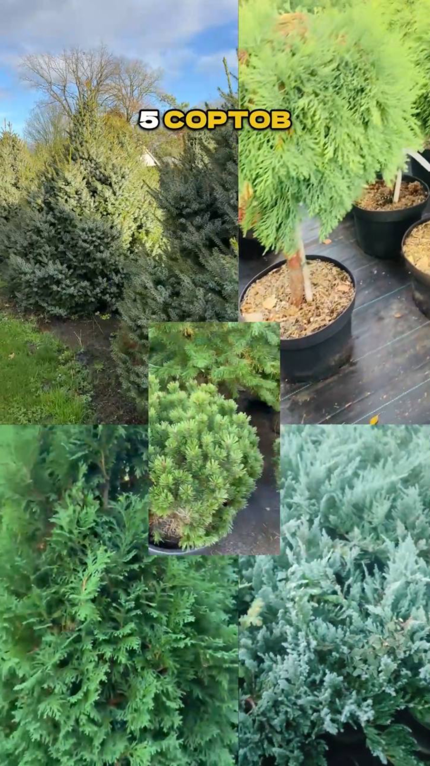 Компактные, Как Надо: Хвойные Без Хлопот🌲✅ смотреть онлайн