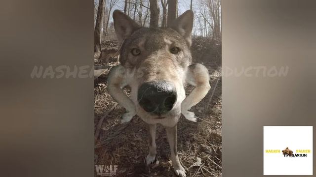 Лесная братва смотреть онлайн