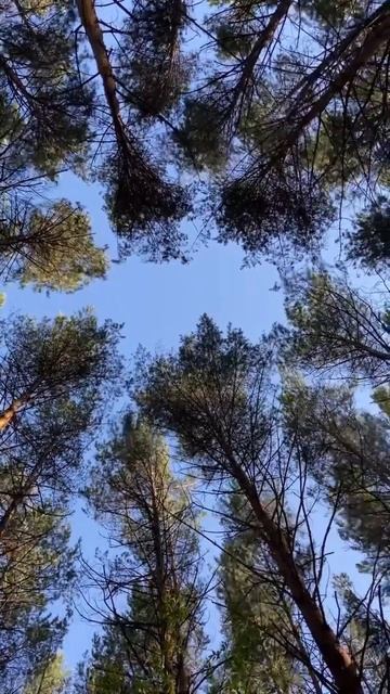 Лес смотреть онлайн