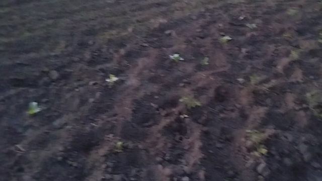 Тихий вечер в деревне смотреть онлайн