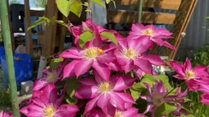 Клематис  Асао зацвел. Красота))) 31мая 2025