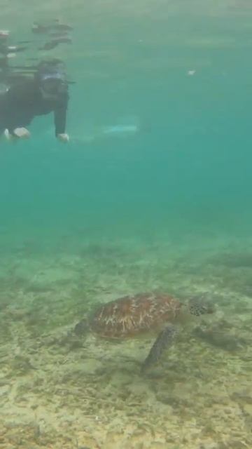 More turtles on Gili islands смотреть онлайн