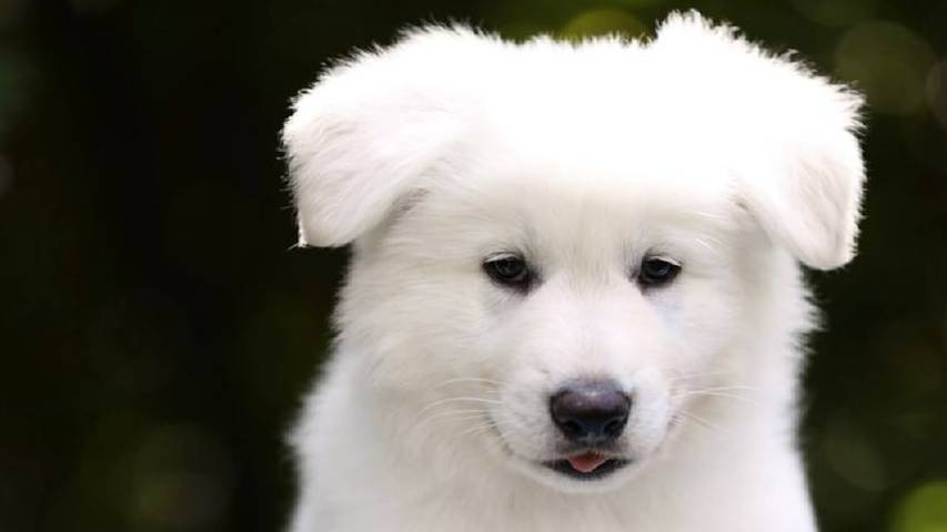 Щенок кобель UGO IZBB, рожден 07.04.25