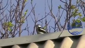 Дятел террорист. Дятел падла😡