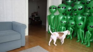 Dog Unmoved by Alien Invasion Prank: Funny Dog Maymo vs Aliens