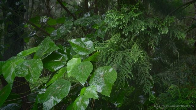 Heavy Rain In Tropical Forest | Rainstorm Sounds (Natural White Noise) 10 Hours