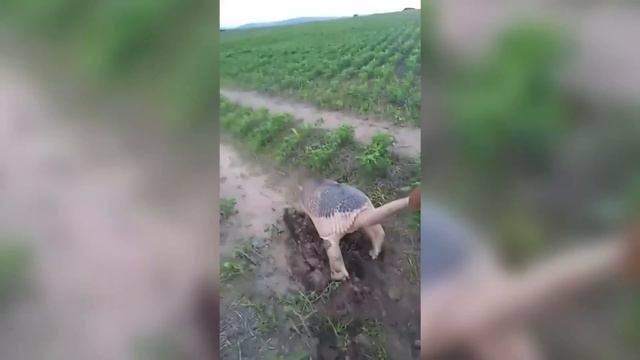 Эти загадочные кадры на дороге удивили многих смотреть онлайн