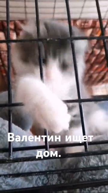 Котик Валик ищет себе семью. смотреть онлайн