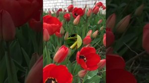 Венера Ниғмәтуллина - Матурлыҡ, мөхәббәт, изгелек❤💐🌷🌹