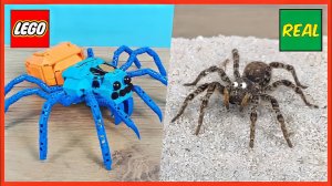 LEGO паук Тарантул против Настоящего паука Тарантула!