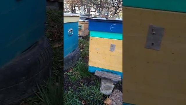 Пчелы.Волшебная работа КАВКАЗЯНКИ смотреть онлайн