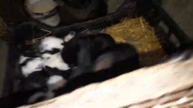 Любовь, морковь у кроликов