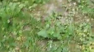 реальная  белка