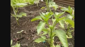 ВОСКРЕСНЫЕ ДАЧНИКИ!ОБЗОР ДАЧИ ТРЕТЬЯ ДЕКАДА МАЯ, КАКИЕ ПРЕДСТОИТ СДЕЛАТЬ РАБОТЫ В ПАРНИКЕ И ОГОРОДЕ