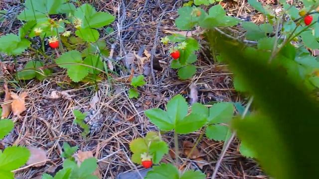 Лесная Земляника ! Вкус детства , земляника с молоком !