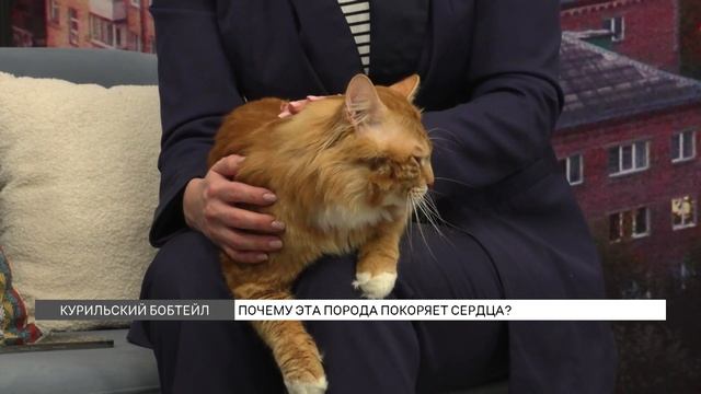 Курильский бобтейл: особенности породы кошек