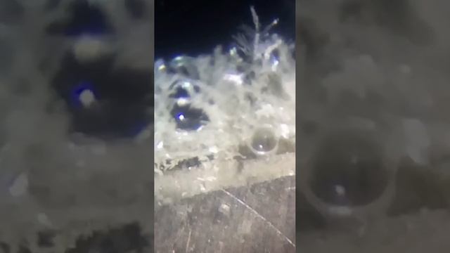 Реакция меди, плакированной серебром с азотной кислотой смотреть онлайн