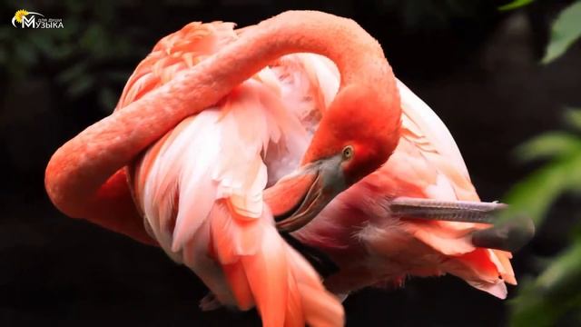 Я в восторге! Мощная Безумно Красивая и Потрясающая Музыка Для Души! Сергей Грищук! музыка в машину