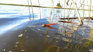БИТВА С ЧУДИЩЕМ - КРУПНЫЙ САЗАН НА ПОПЛАВОК!! И ЕЩЁ, ЕЩЁ... Рыбалка на удочку в малой реке