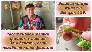 Болталка про Фиалки! Выпуск 129! Рассаживаем детки фиалок с листа! Лист фиалки погибает, спасаем!