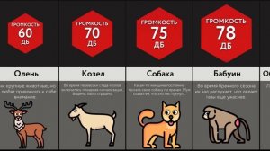 Эти Животные Пукают Громче Всех!